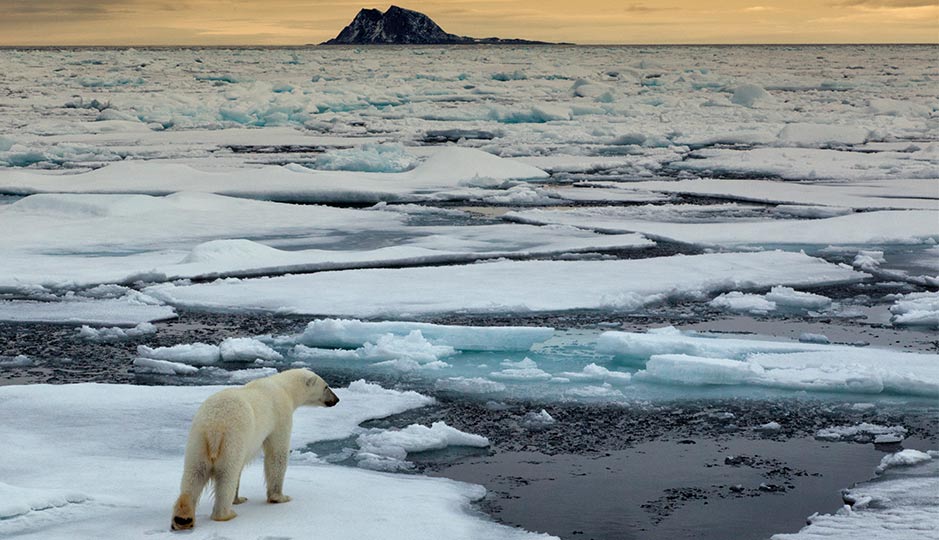 A polar bear on ice. 