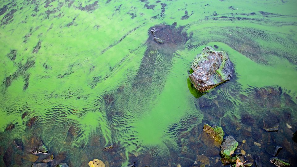 Blooming ‘blue-green algae’ (cyanobacteria).