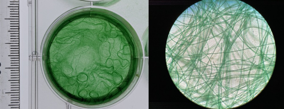 Image: Left: Cynobacterium cultivated in a laboratory setting. Right: filmaents under the microscope. Image: Nottingham Trent University.