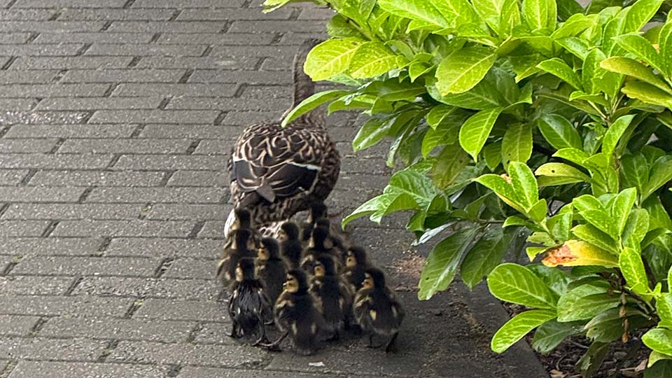 A mother duck with a row of ducklings behind her.