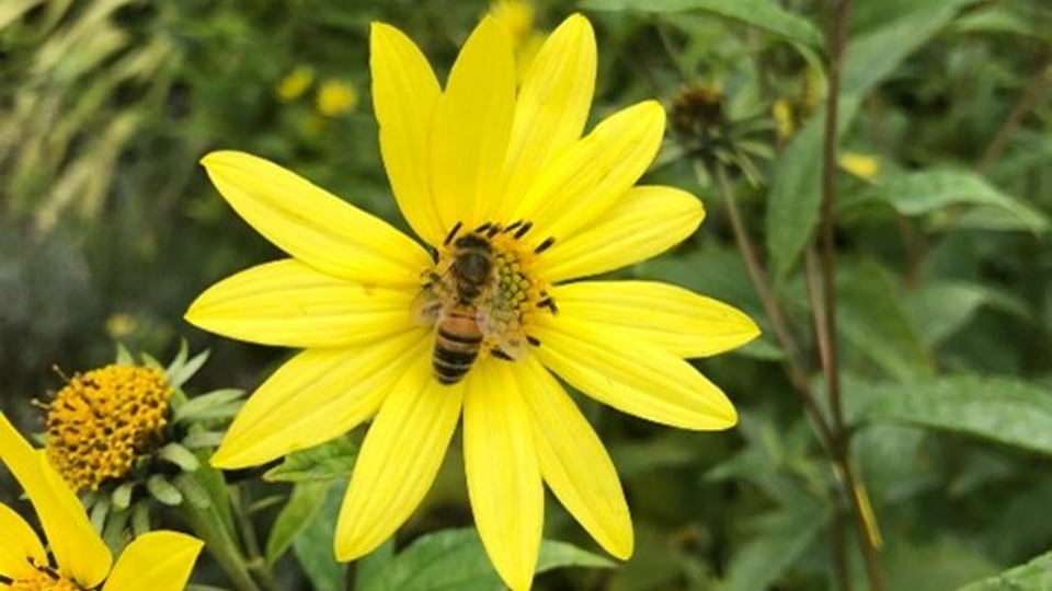 A bee resting on the pollen of a yellow flower