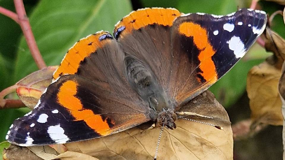 A red admiral butterfly sitting on a brown leaf with its wings open.
